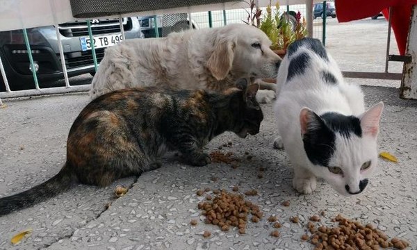 Anneleri ölen kedilere Pamuk sahip çıktı