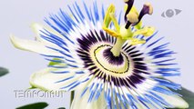 Timelapse Passion Flowers Growing and Blooming
