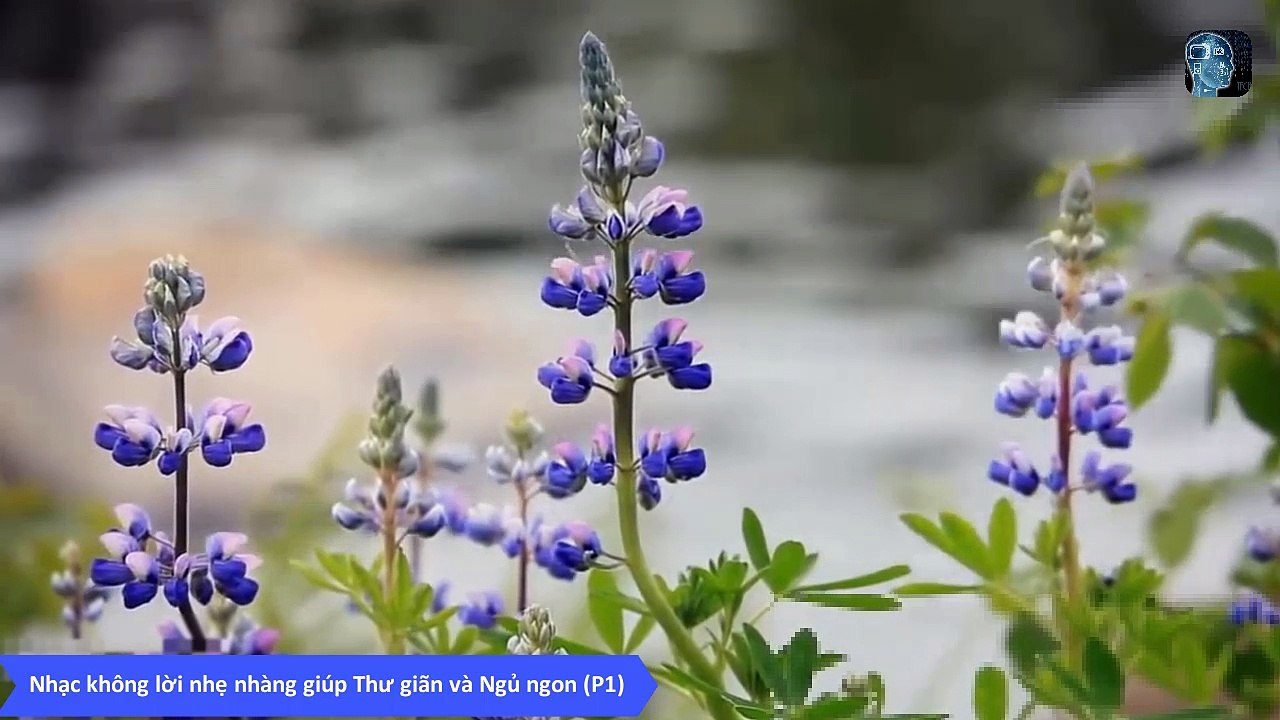 Nhạc không lời nhẹ nhàng giúp Thư giãn và Ngủ ngon - Người mất ngủ nghe xong cũng phải ngủ