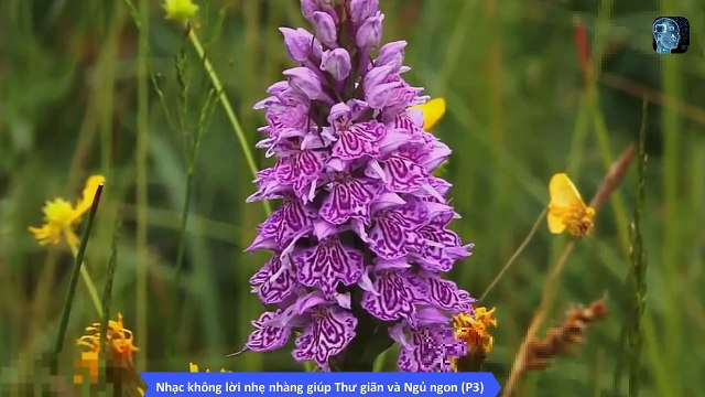 Nhạc không lời nhẹ nhàng dành cho người mất ngủ - Nghe 5 phút là ngủ liền