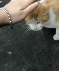 Animals also have jealousy feelings