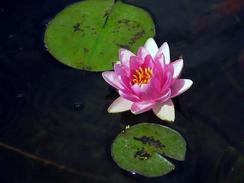 Time Lapse of a Lotus blooming