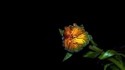 hesitating flower bloom