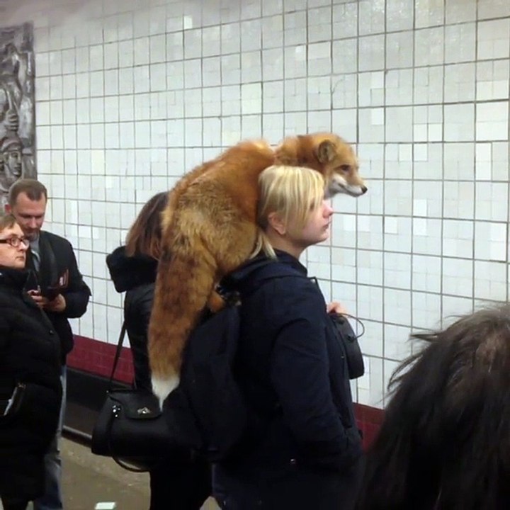 Girl rides in the Moscow metro with a fox on his shoulder