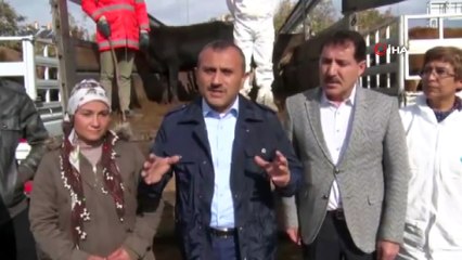 Tunceli’de genç çiftçilere 400 düve hibe edildi