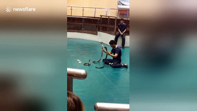 Reckless performer taunts and 'kisses' hissing king cobras