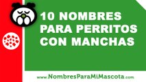 10 nombres para perritos con manchas - nombres de mascotas - www.nombresparamimascota.com