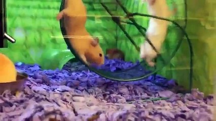 Funny epic pets fails compilation