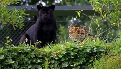 The Secret Life of the Zoo S03 E07 #7