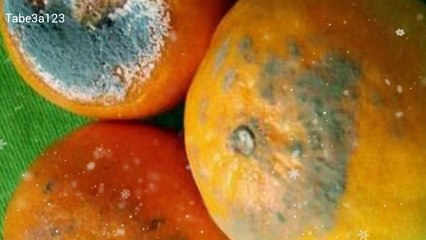 .العفن الازرق و الاخضر في الحمضيات| عفن البنسيليوم