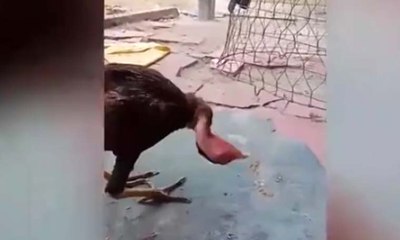 Kafasını dört döndüren tavuk