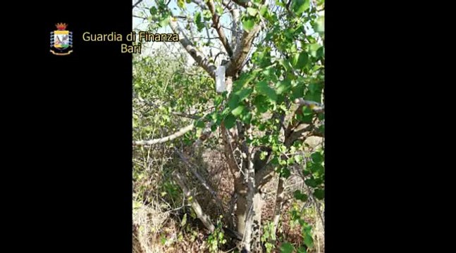 Operazione della Guardia di Finanza “Drug Castle”: in manette due coniugi di Andria