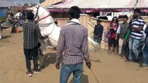 Nukra Indian horse dance ||pushkar fare festival 2018||