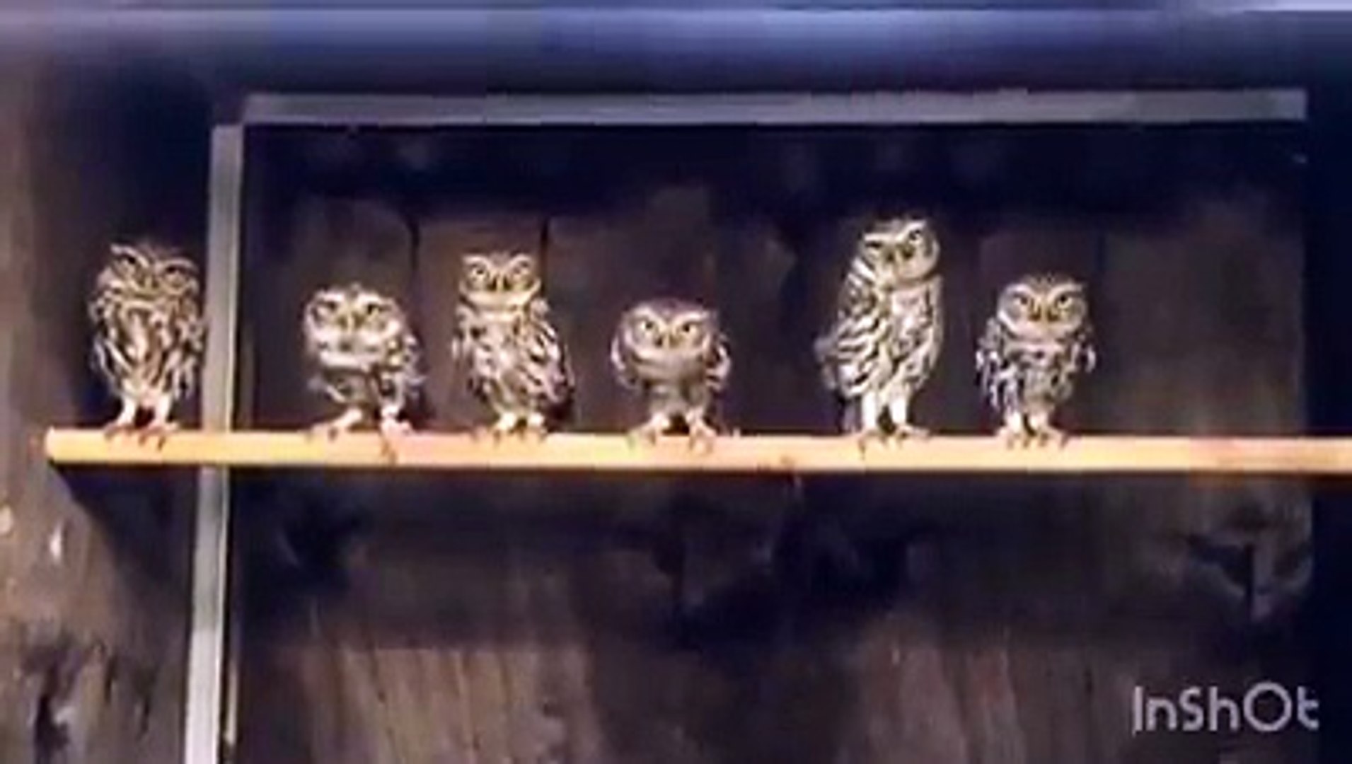 baykuşların müzik performansı süper
