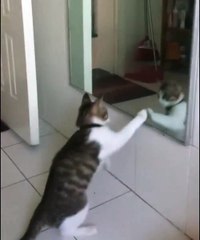 aynada kendiyle kavga eden kedi