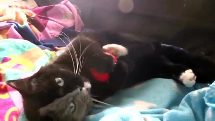 narnia-joue-playing-ball