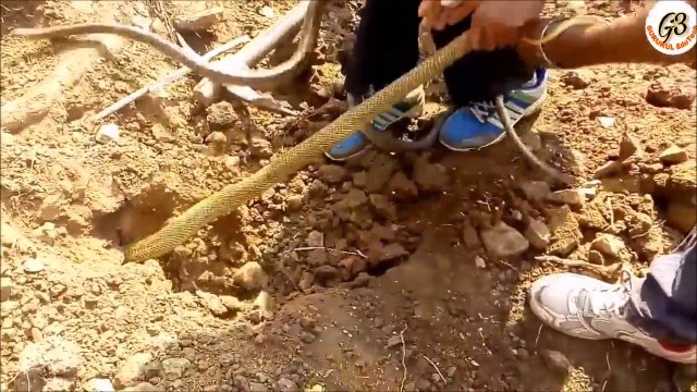 Ils deterrent 2 serpents au même endroit...Cobras impressionnants