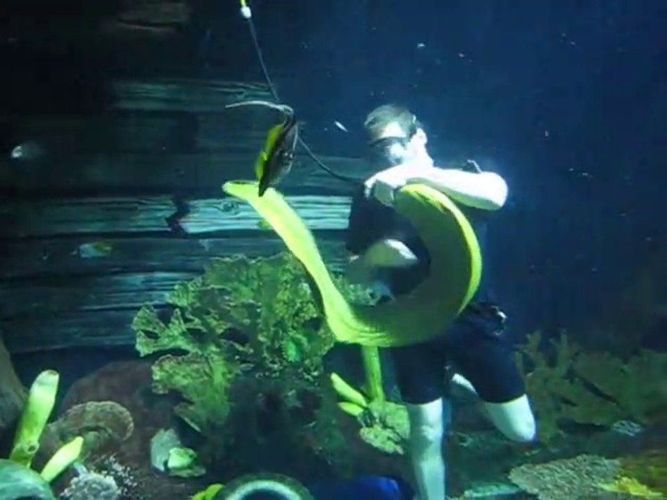 Cette murène géante vient jouer avec un plongeur... Adorable