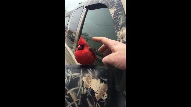 Ce cardinal rouge se laisse caresser... Pas timide l'oiseau