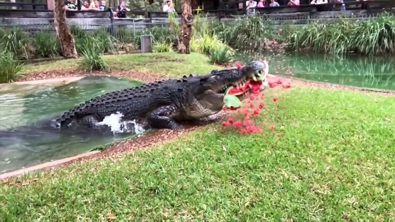 Ce crocodile explose une pastèque en un coup de mâchoire... Puissant