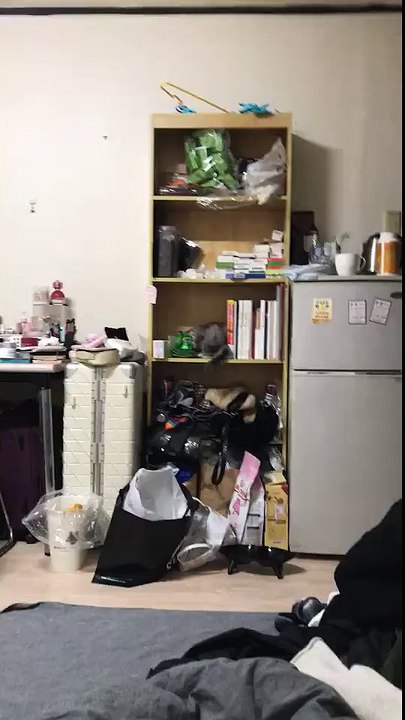are you really a cat?
