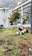 Climbing Panda