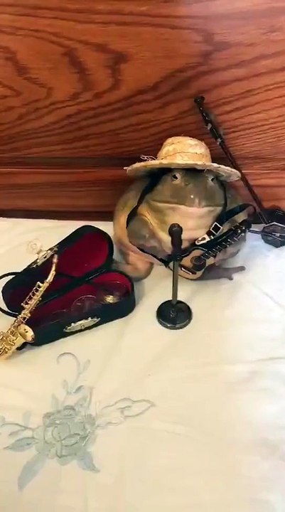 Travel frog