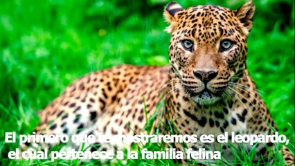 5 Futuras madres del mundo animal (que dan luz igual que nosotros )