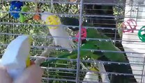 Parrot bath time