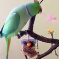 Parrot with cuckold