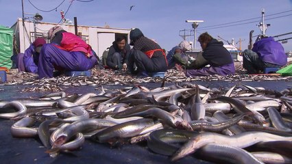 동해안 겨울철 별미 까나리·도루묵 '제철' / YTN