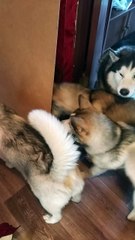 Huskies Scared of Own Reflection