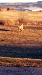 Two Bucks Locked In Each Other