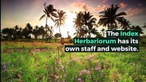 What is INDEX HERBARIORUM? What does INDEX HERBARIORUM mean? INDEX HERBARIORUM meaning - INDEX HERBA