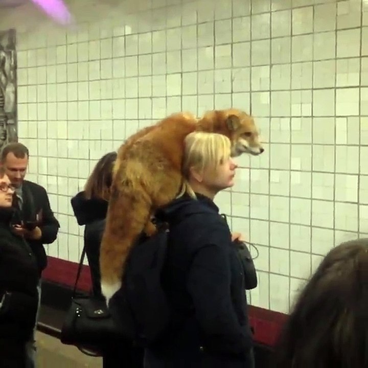 Une fille se promène avec son renard de compagnie - Russie