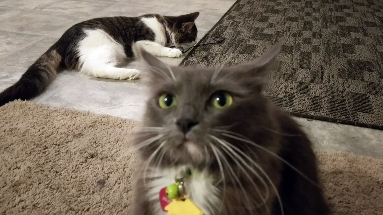 This cats face is too much