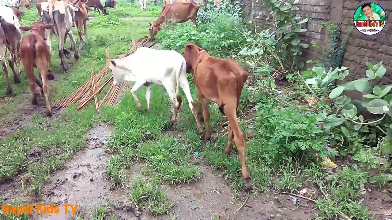 Kids Cow Videos - Kids Cow Video With Mooing Sound Without Music - Kids Cow Videos for Kids & Parent