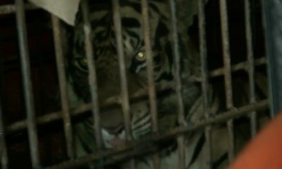 Harimau yang Terjebak di Kolong Ruko Berhasil Dievakuasi Petugas