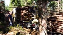 Modern Dangerous Huge Tree Cutting Down Fastest Chainsaw Felling Wedge Lumberjack Skills(1)