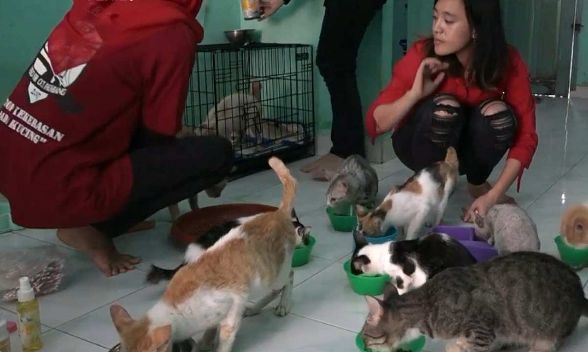 Inilah Para Pahlawan Penyelamat Kucing-Kucing Liar