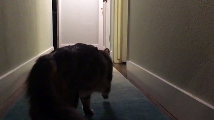 Kitten tries to intimidate big kitty