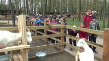 İlk Kez Keçi Gören Çocuklar, Heyecanla Süt Sağdı
