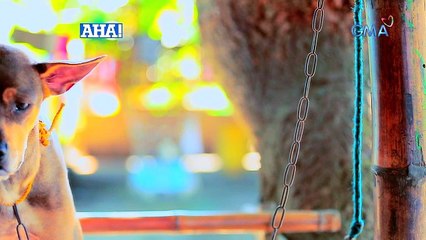 AHA!: Astig na aspin, kilalanin sa 'AHA!'