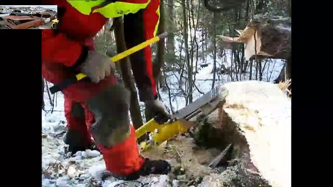 Dangerous Large Work Cutting  Down Big Tree with Chainsaws - Skills Fastest Tree Felling(1)