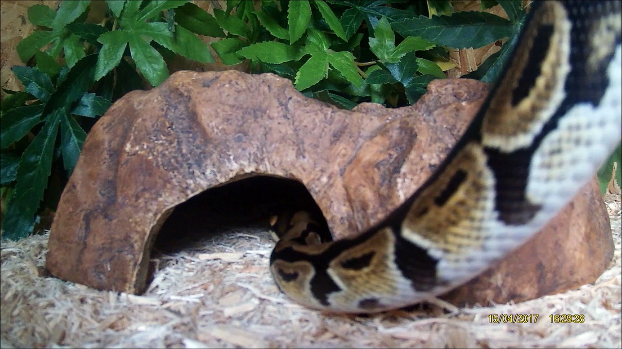 MON PYTHON REGIUS - PREMIÈRE VIDÉO (TEST)