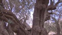 أقدم شجرة زيتون بالعالم بفلسطين عمرها 5000 عام