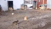 Kangallar ile Kedilerin Şaşırtan Dostluğu