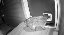 Cat Chases Raccoon Trying to Enter Through Cat Flap
