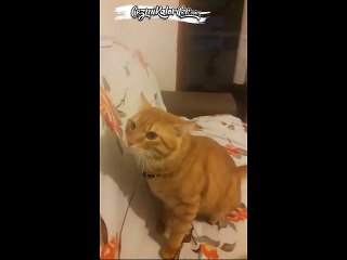 Psikopat Kedi Haydar ve Tırmalandıkça Keyfe Gelen Sahibi