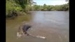 Il découvre un anaconda de 200kg caché dans les herbes en bord de rivière au brésil